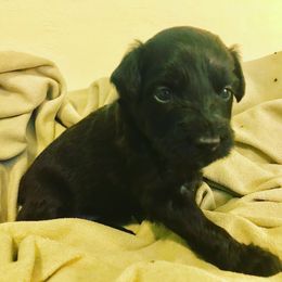 Aussiedoodle Puppies from Aussiedoodles of Oregon
