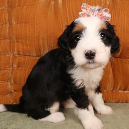 Reef - Gorgeous Girl - Tri-color female Bernedoodle puppy in Bowling Green, Ohio from Windy Creek Doodles