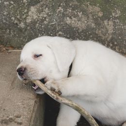 Labrador Retriever Puppies from Polar Bear Farms
