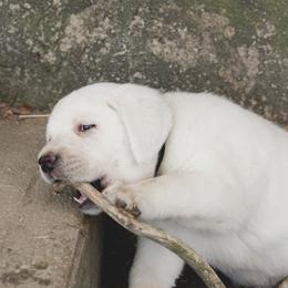 Labrador Retriever Puppies from Polar Bear Farms
