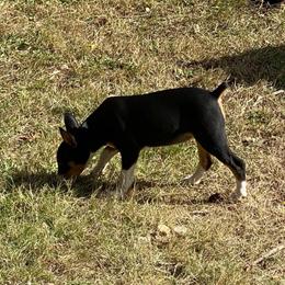 Kiki - Black tan and white female Rat Terrier puppy in Gig Harbor, Washington from DHart Farm & Kennel