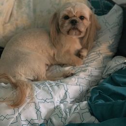 Honey - Shih Tzu