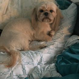 Honey - Shih Tzu