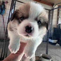 Boy 2 - White and red male Pembroke Welsh Corgi puppy in Tehachapi, California from Trotter Hill Farms