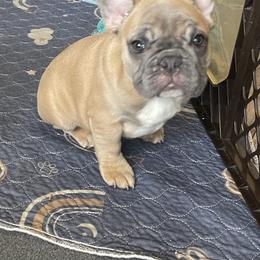 French Bulldog Puppies from Queenbeebullies