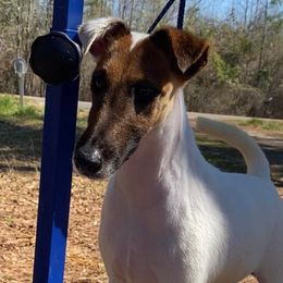 Penelope - White and tan female Smooth Fox Terrier puppy in Maplesville, Alabama from KamaKris Kennel