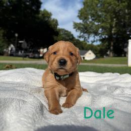 Dale - Golden male Golden Retriever puppy in Simpsonville, South Carolina from Upstate Revival Retrievers