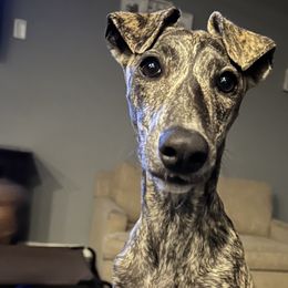 Poodles and Whippets from Charleston Reds Standard Poodles and Whippets