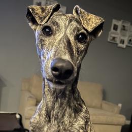 Poodles and Whippets from Charleston Reds Standard Poodles and Whippets