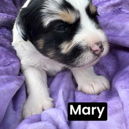 Mary - Aussiedoodle puppy from Annie's Aussies