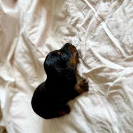 Milo - Black and tan male Dachshund puppy in West Cleo, Oklahoma from 4L Doxies