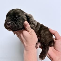 Black brindle male - Black brindle male Cane Corso puppy in Florence, Texas from Wilco Cane Corso