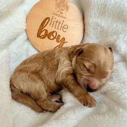 Boy 1 - Red male Bernedoodle puppy in Pottstown, Pennsylvania from Willow-Be Doodles