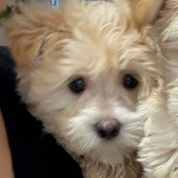 Mac - Morkie