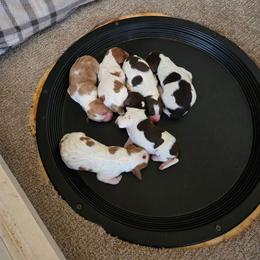 Male 4 - Orange roan male Brittany puppy in Stillwater, Oklahoma from Kennel de Fowler