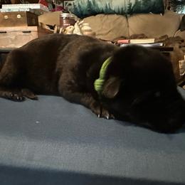 Girl 4 - Black female German Shepherd puppy in Londonderry, New Hampshire from Rusak Shepherds / Wiley Hill Shepherds