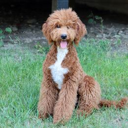 Jenny - Poodle
