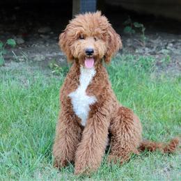 Jenny - Poodle