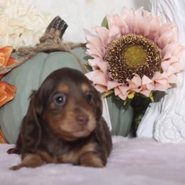 Dachshund Puppies from Walker's Minidachs