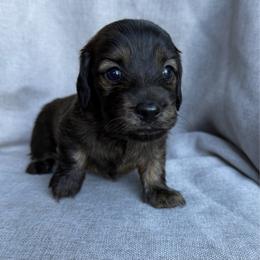 Sequoia - Brindle male Dachshund puppy in Michigan from Hidden Haven Dachshunds