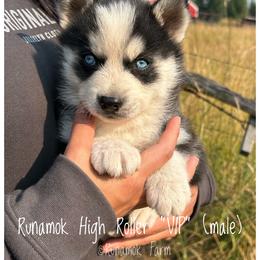 Runamok High Roller - VIP - Wolf sable male Pomsky puppy in St. Maries, Idaho from Runamok Farm
