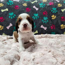 Chesnut - Red and white male English Springer Spaniel puppy in Westover, Maryland from Sterling's springer Haven