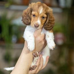 Brock - Piebald male Dachshund puppy in Wichita Falls, Texas from Matilda Jane’s Dachshunds