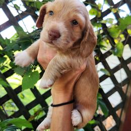 Charlie - Red male Dachshund puppy in Strafford, Missouri from LL Weens
