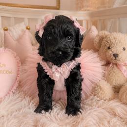 Sierra - Black female Goldendoodle puppy in Aurora, Illinois from Chicago Goldendoodles