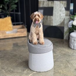 Khaki - Australian Labradoodle