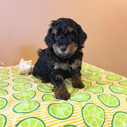 Aussiedoodle, Bernedoodle, and Poodle Puppies from Sis' Doodles & Poodles