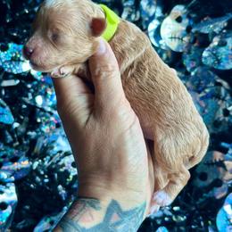 Pebbles - Cream female Poodle puppy in Kentucky from Deerly Poodles
