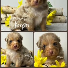 7 Keeper - Red merle female Australian Shepherd puppy in Huntington, Texas from JKKJ Farms, LLC