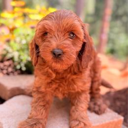Hulk - Red  male Goldendoodle puppy in Pollock Pines, California from Penny Lane’s Doodles