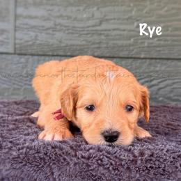 Rye - Cream female Goldendoodle puppy in Lancaster, Minnesota from North Star Dog Training
