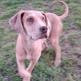 Lilac Fawn Merle Female 2 - Merle female Great Dane puppy in Cunningham, Kansas from Garden Grove Great Danes