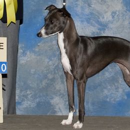 Natti - Italian Greyhound