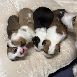 Pembroke Welsh Corgi Puppies from Corgi Love Tales