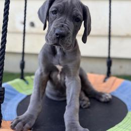 Patty - Blue female Great Dane puppy in Sac City, Iowa from Northern Great Danes of Colorado & Iowa