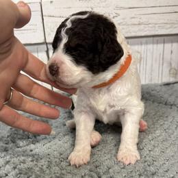 Brandy's Orange Collar Boy 2150.00 - Tri-color male Bernedoodle puppy in Alvin, Texas from JP Southern Doodles