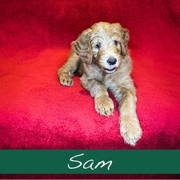 Sam - Goldendoodle puppy in Boise, Idaho from Doodle Waggle