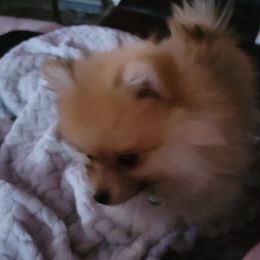 Pomeranian Puppies from Pure Pom Love