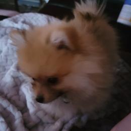 Pomeranian Puppies from Pure Pom Love