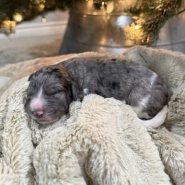 Pantaloon - male Golden Mountain Doodle puppy in Victoria, Texas from Deidre's Doodles