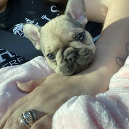 Girl 3 - French Bulldog puppy in Roanoke Rapids, North Carolina from Ferrell’s Frenchies