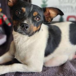 Roxy - Parson Russell Terrier