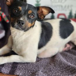 Roxy - Parson Russell Terrier