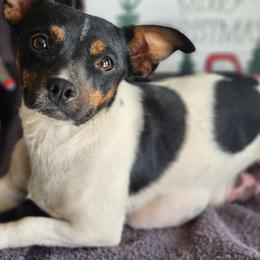 Roxy - Parson Russell Terrier