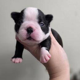 Leo - Black brindle and white male Boston Terrier puppy in Billings, Missouri from Azaleas Euro Boxers & Boston Terriers