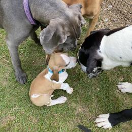Great Dane Puppies from Fox Hill Danes
